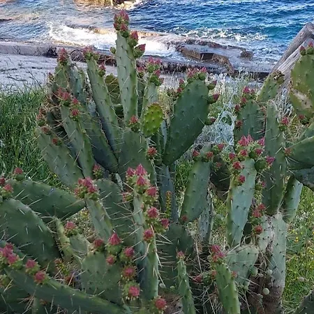 Mansuela Punta Apartman *
