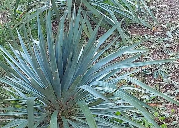 Mansuela Punta Veli Lošinj